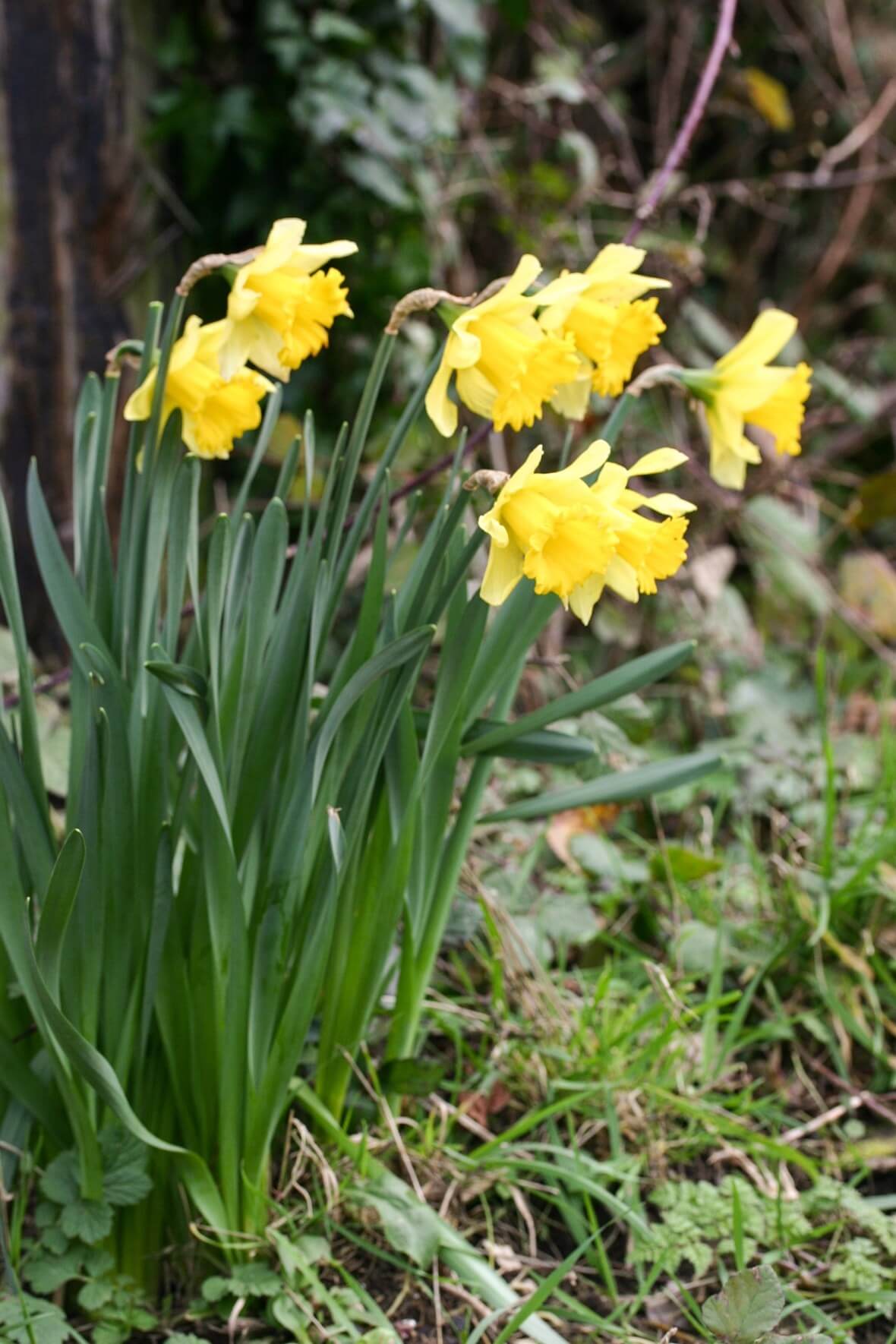 early daffodils