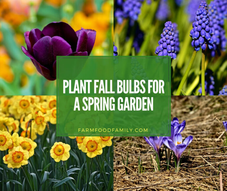 Plant Fall Bulbs for a Spring Garden