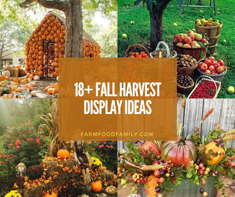 beautiful harvest/ autumn display Oat sheaf/bunch 