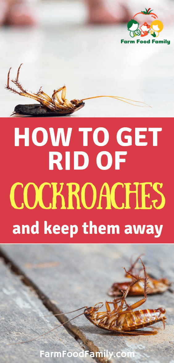 get rid of cockroaches