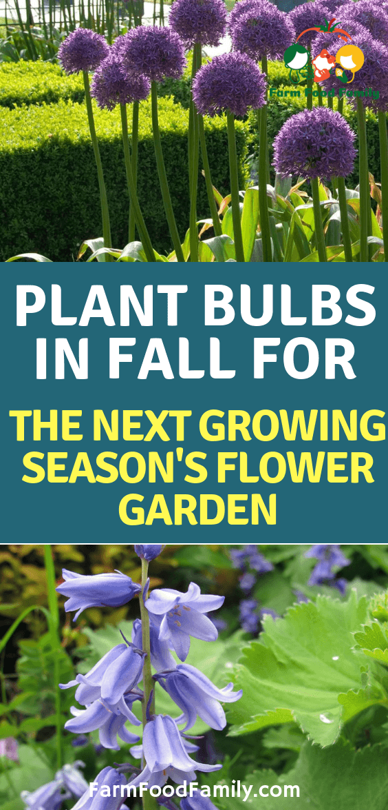 grow bulbs in fall