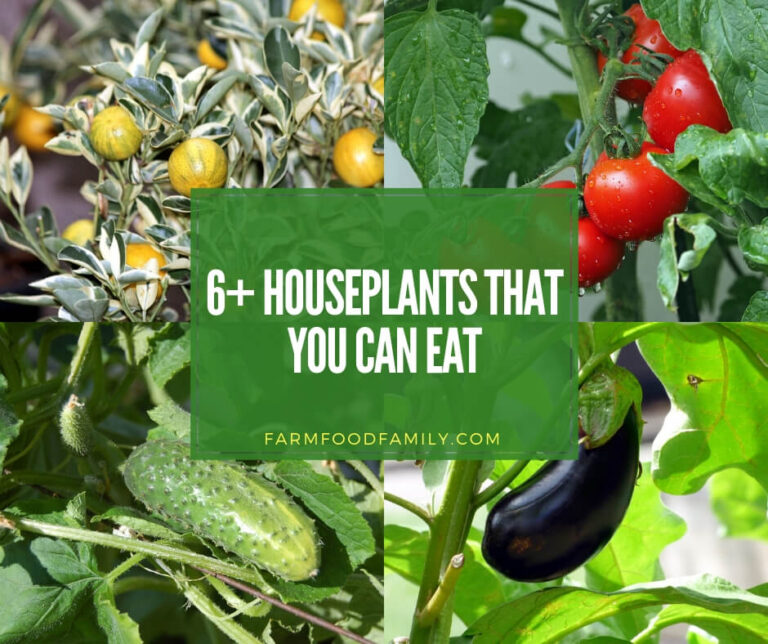 6 Houseplants You Can Eat