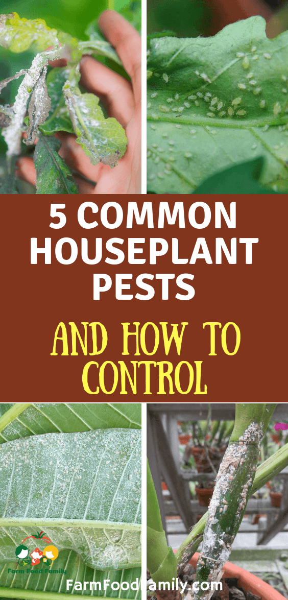 how to control houseplant pests