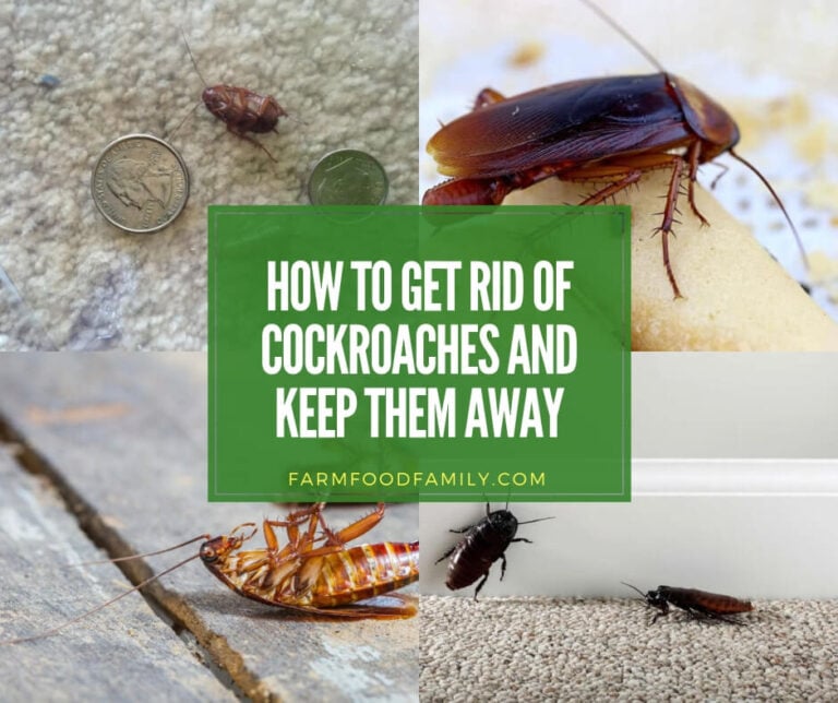 How to Get Rid of Cockroaches and Keep Them Away