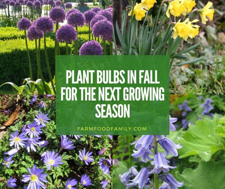 Plant Bulbs in Fall for the Next Growing Season’s Flower Garden