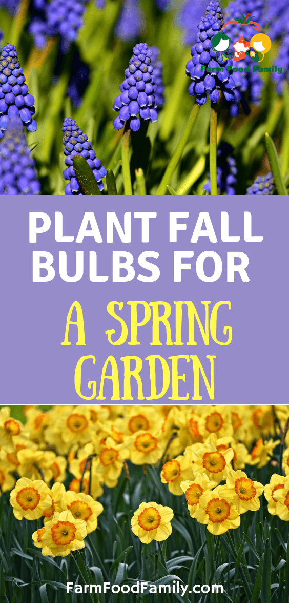 plant fall bulbs for spring garden