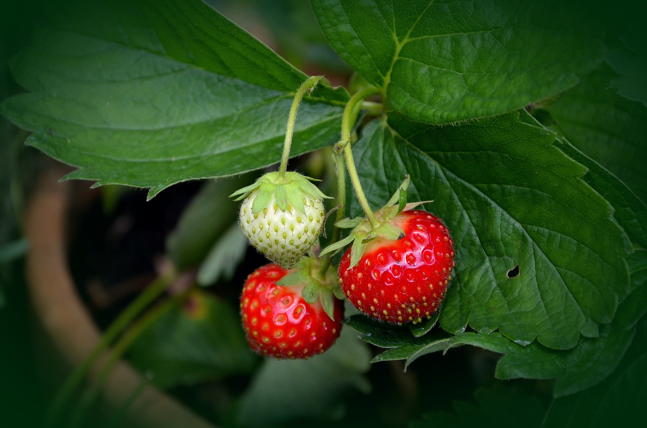 strawberry plant 751178 1280