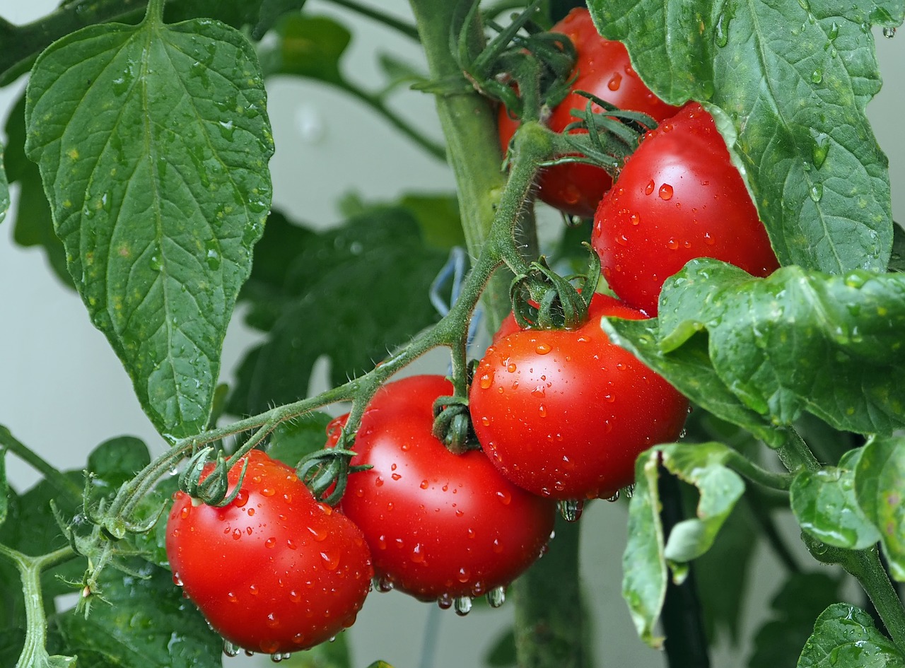 tomatoes 1561565 1280