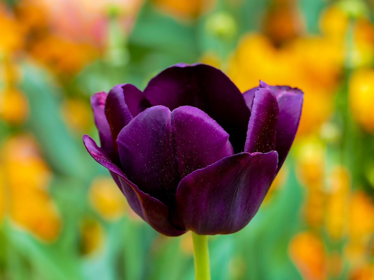 tulip purple 3360748 1280