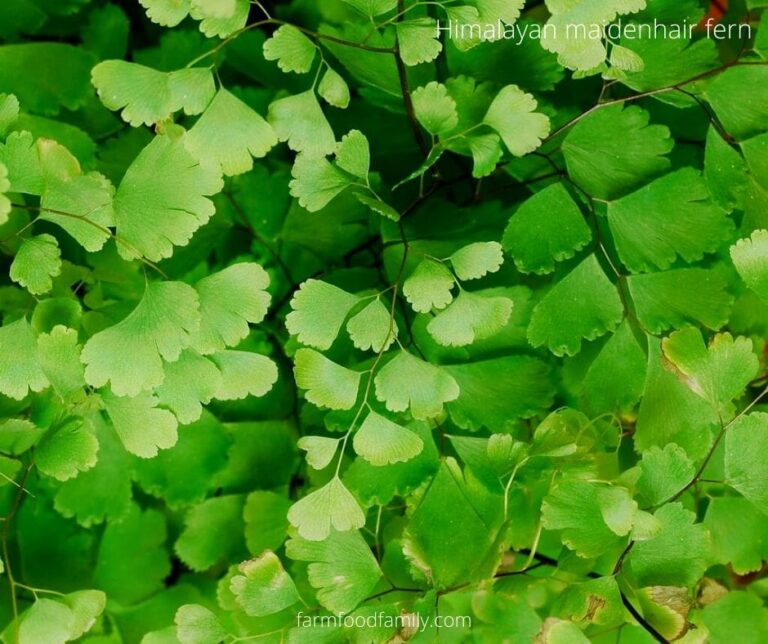 Triangular Blade Fern 48+ Types Of Ferns (Indoor, Outdoor, Aquarium) With Photos