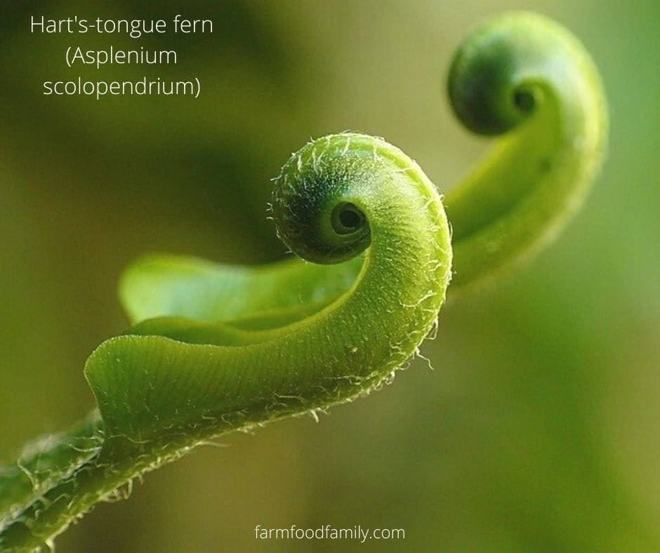 Hart's-tongue fern (Asplenium scolopendrium)