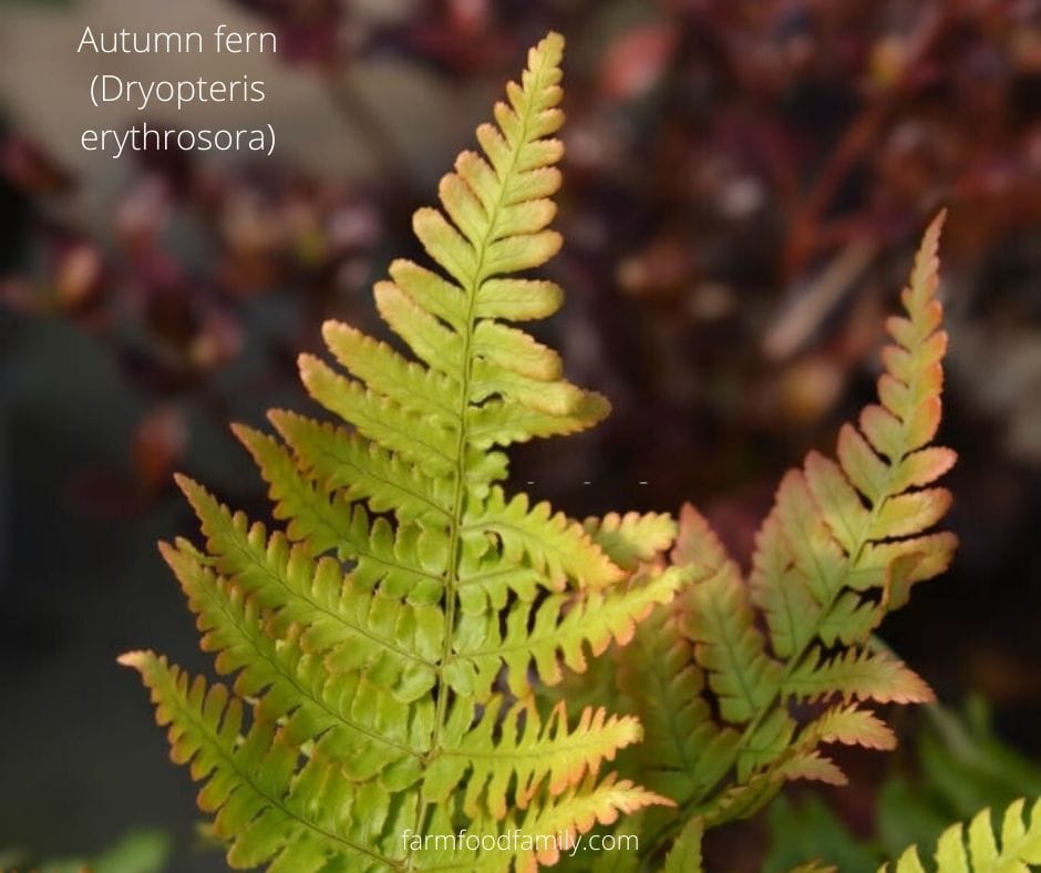 Autumn Fern/Dryopteris erythrosora