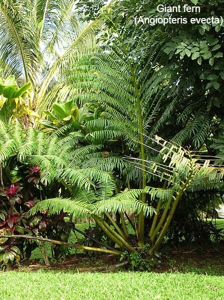 Giant fern (Angiopteris evecta)