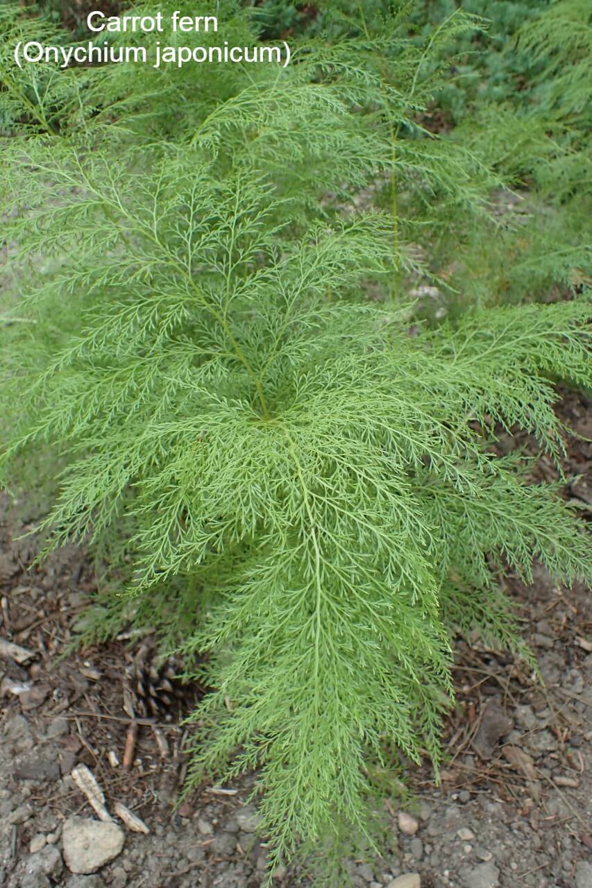 Carrot fern (Onychium japonicum):