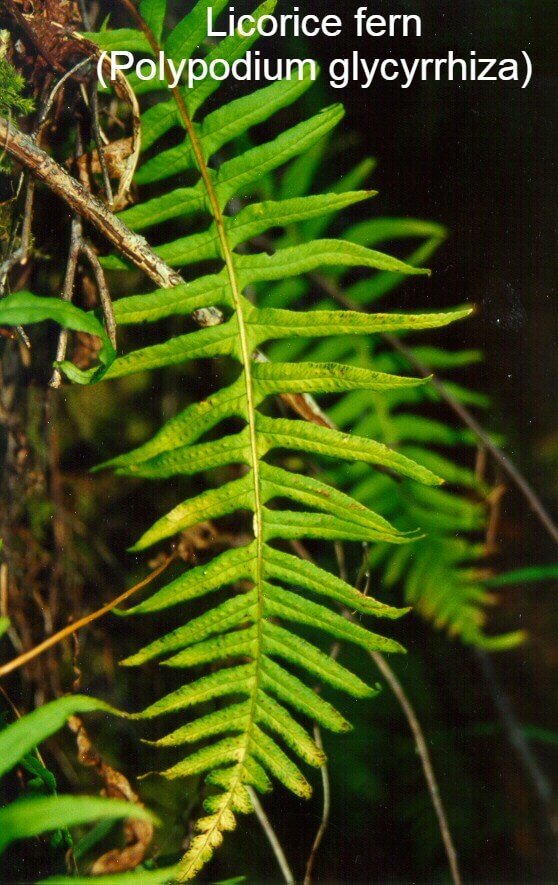 Licorice fern (Polypodium glycyrrhiza)