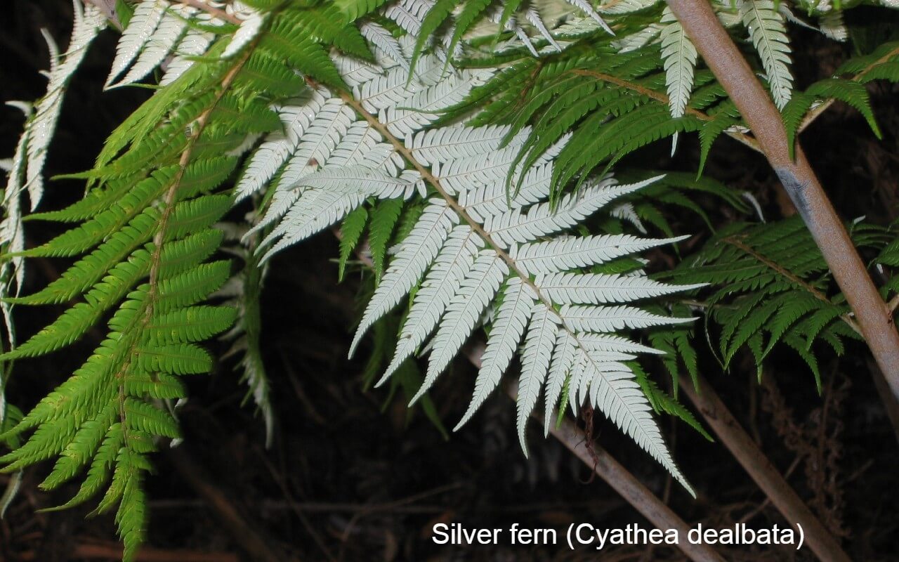 Silver fern (Cyathea dealbata)