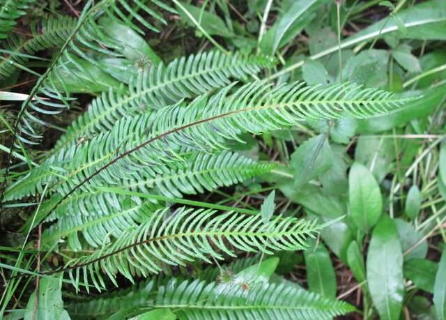 Ancient fern