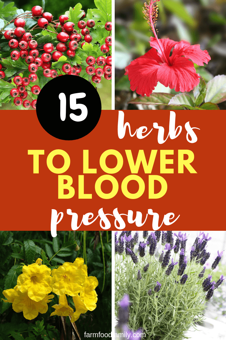 best herbs to lower blood pressure