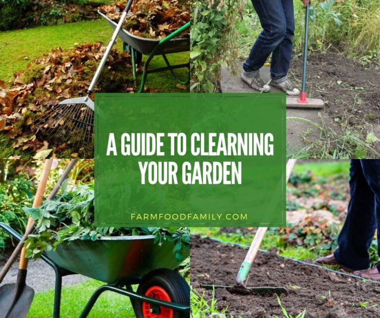 A Guide to Cleaning Your Garden