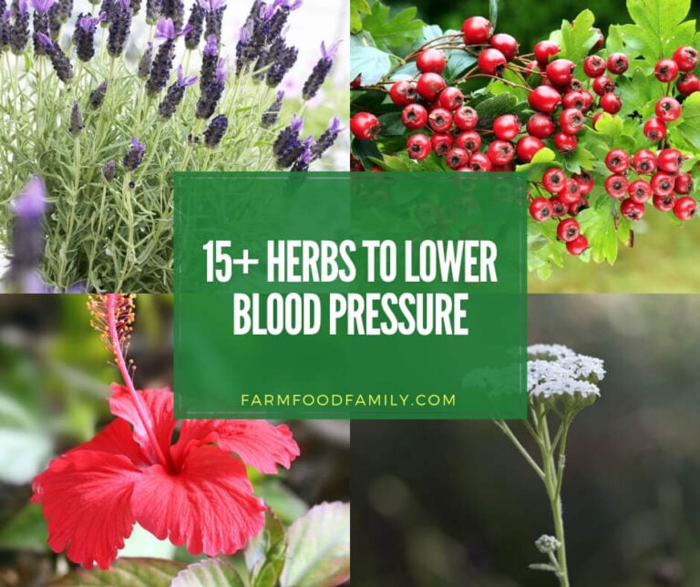 15 Herbs to Lower Blood Pressure