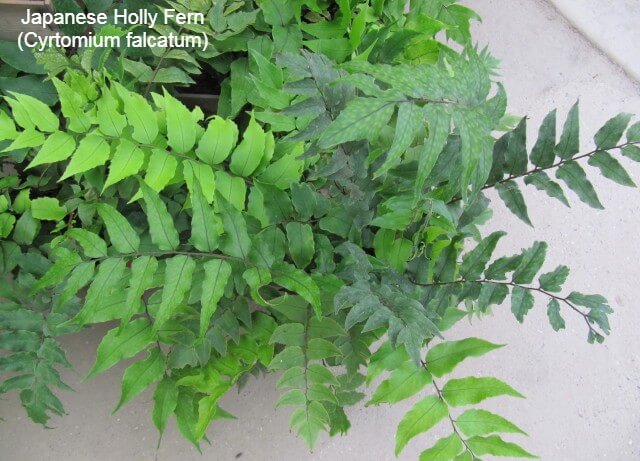 Holly Ferns/Japanese Holly Fern (Cyrtomium falcatum)