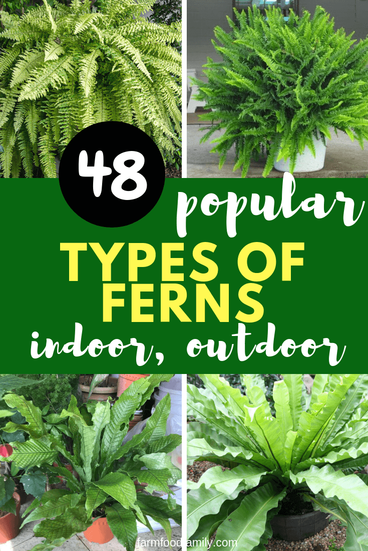 popular types of ferns