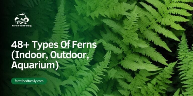48+ Types Of Ferns (Indoor, Outdoor, Aquarium) With Photos