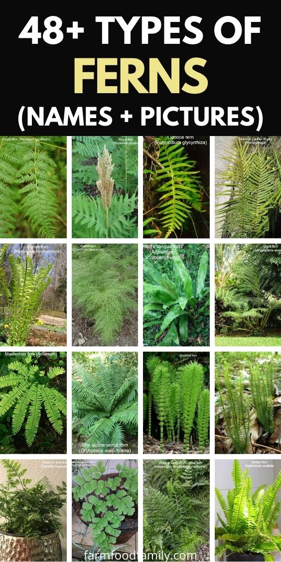types of ferns with pictures