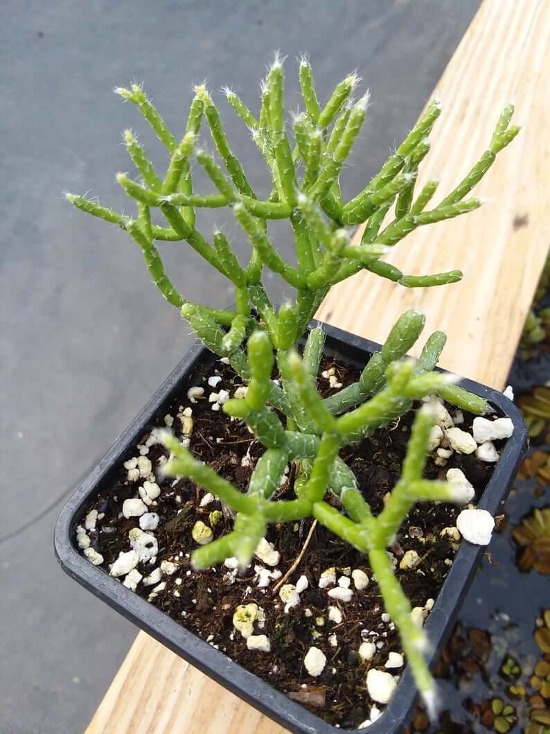 101 Rhipsalis ewaldiana Mistletoe Cactus