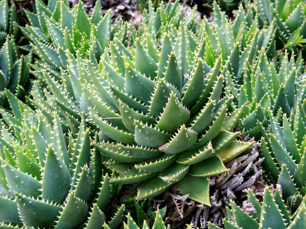 17 Aloe perfoliata Mitre Aloe1 1