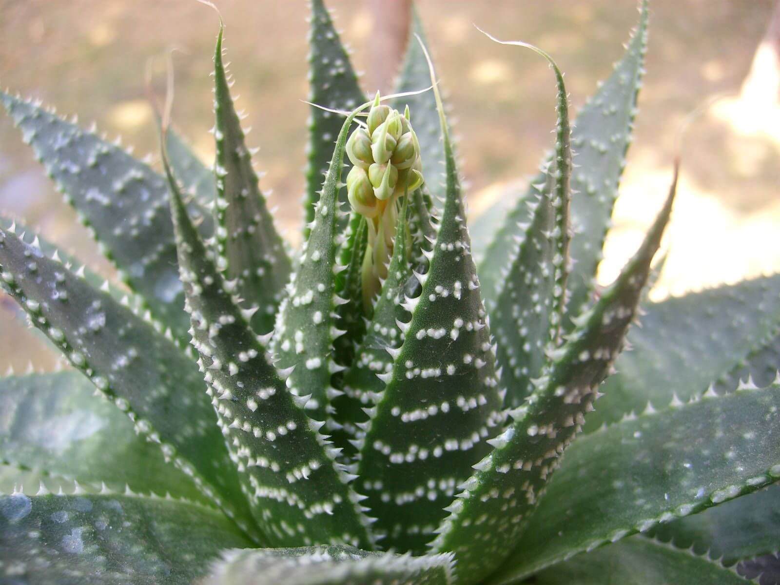21 Aristaloe aristata Lace Aloe
