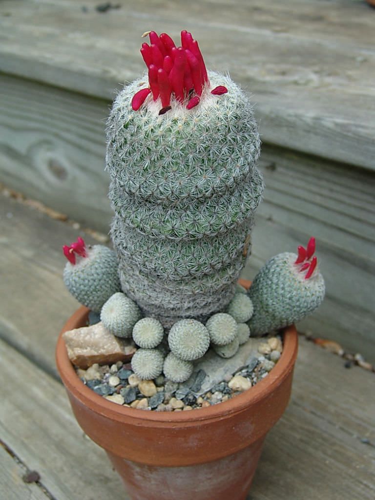 60 Epithelantha micromeris Button Cactus