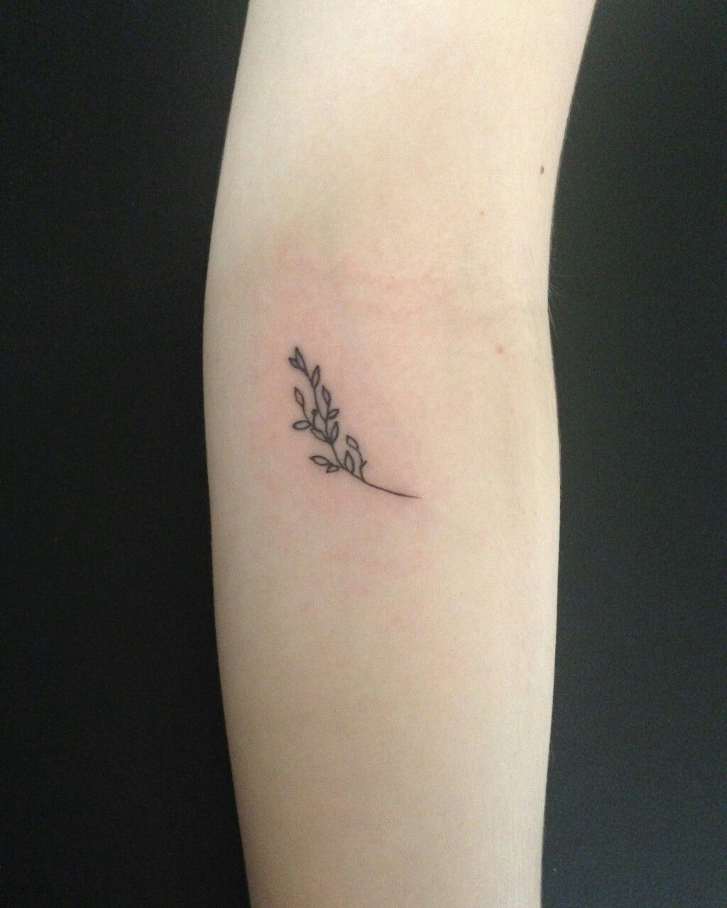 8 olive branch tattoo 2