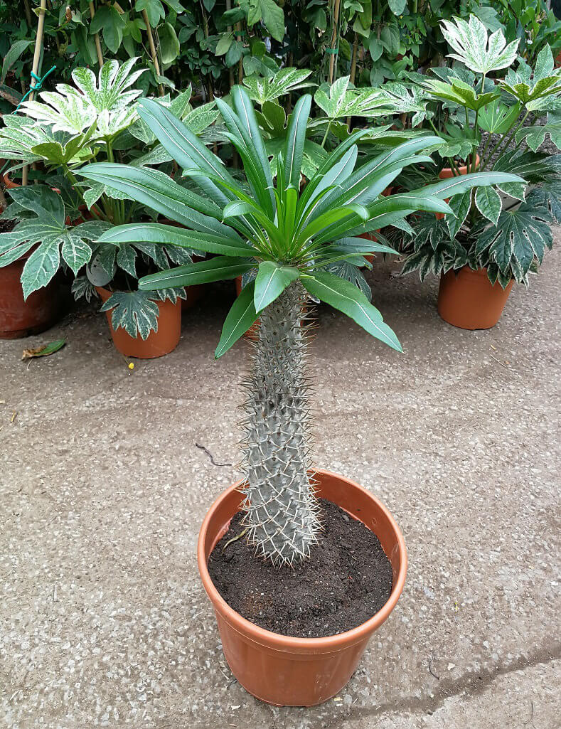 95 Pachypodium lamerei Madagascar Palm