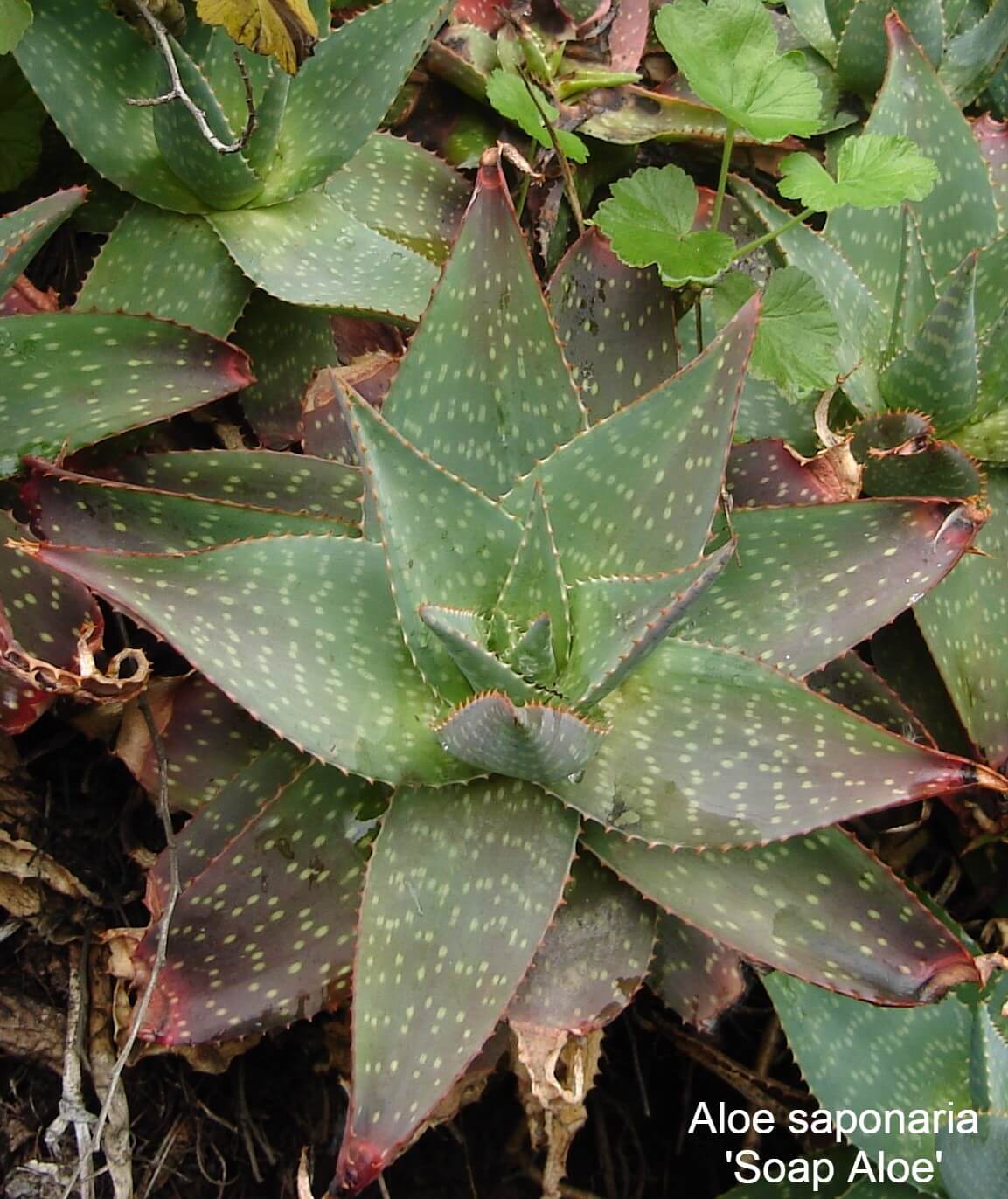 Aloe saponaria 'Soap Aloe'