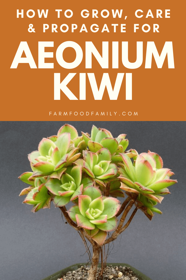 care for aeonium kiwi