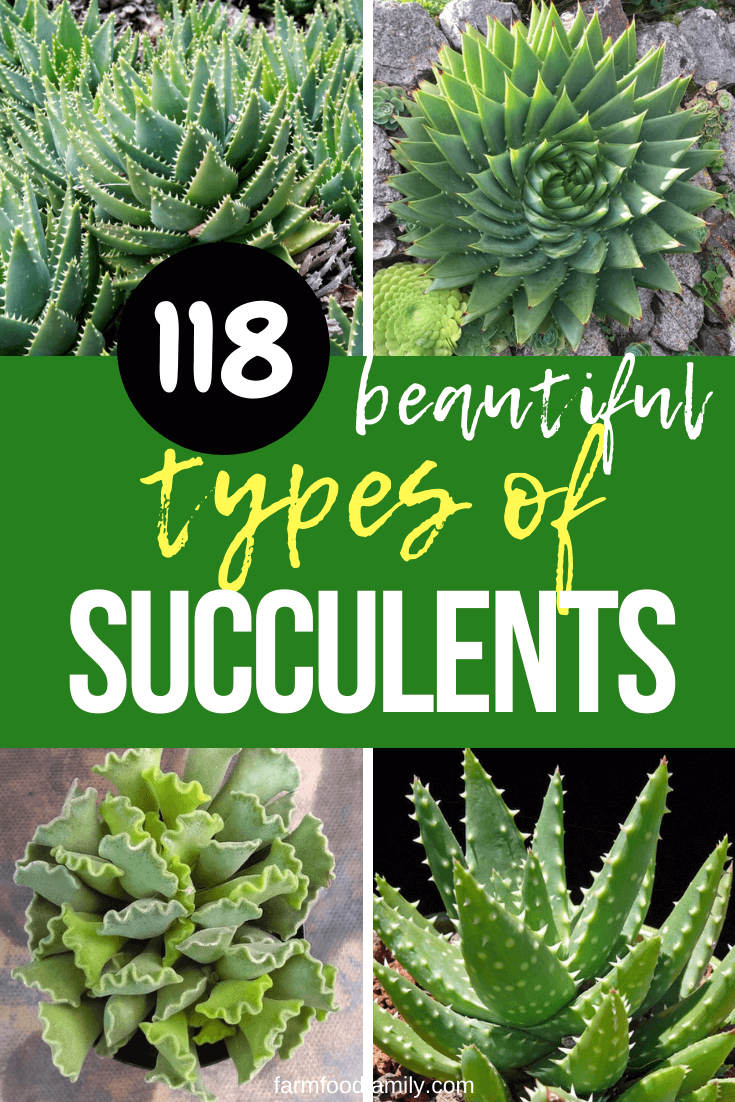 different types of succulents 1