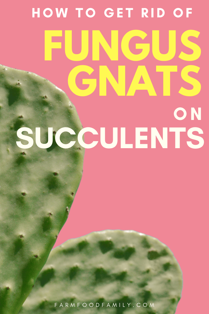 get rid of fungus gnats on succulents 1