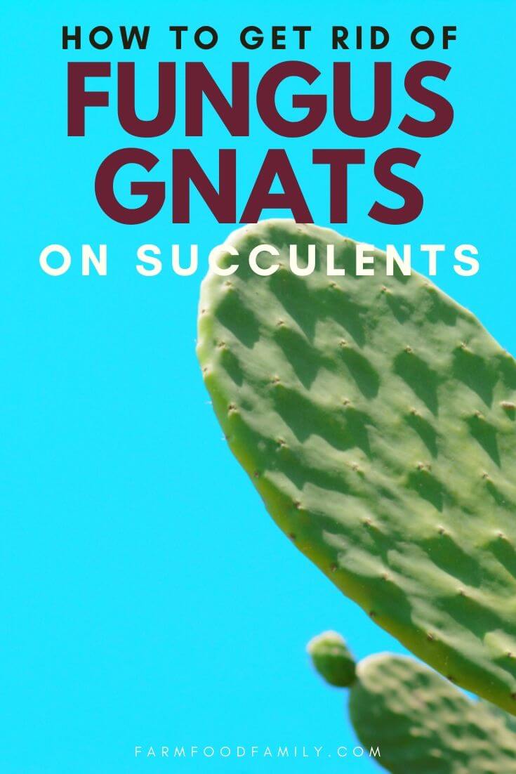 get rid of fungus gnats on succulents