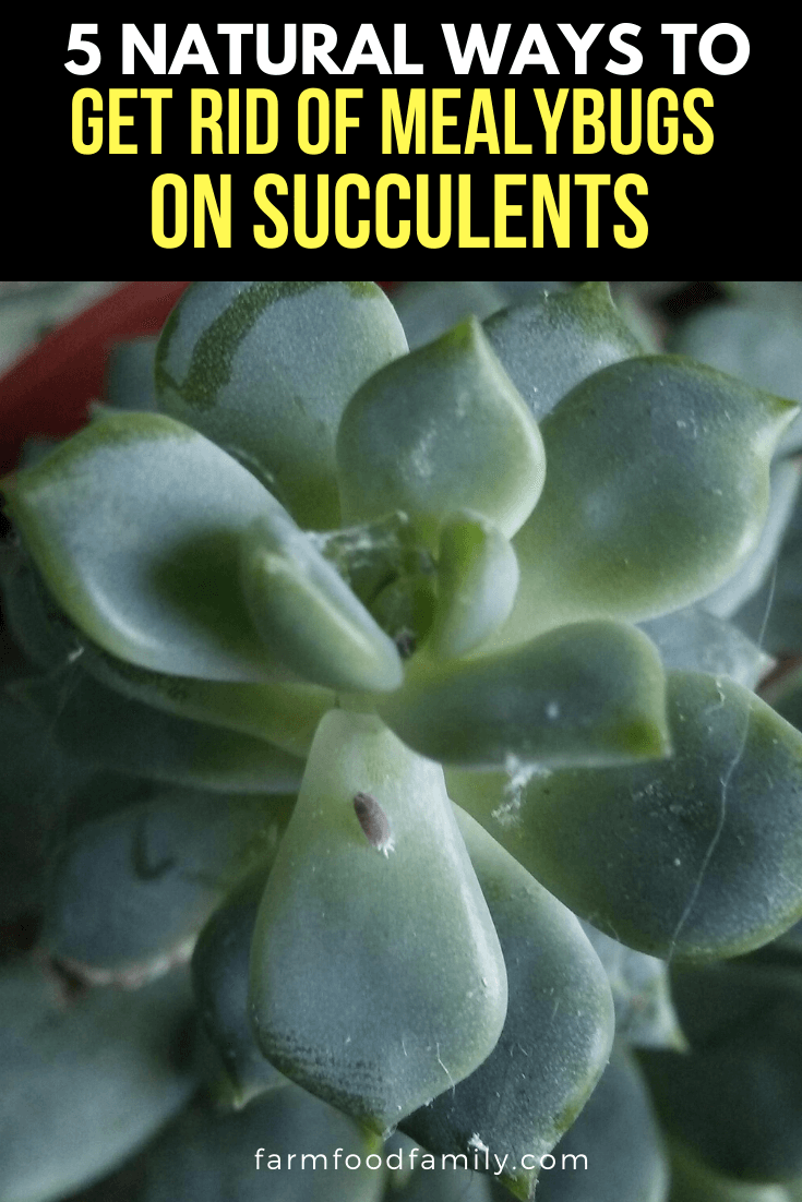get rid of mealybugs on succulents