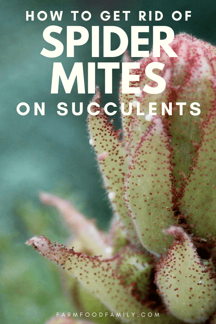 get rid of spider mites on succulents