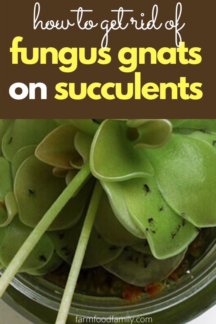 how to get rid of fungus gnats on succulents 1