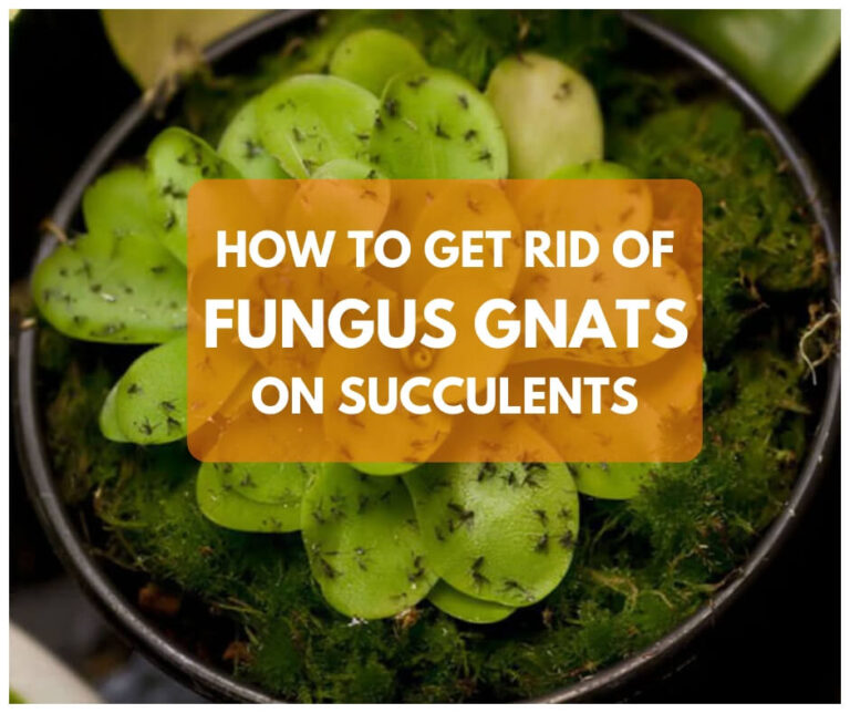How to Get Rid of Fungus Gnats on Succulents