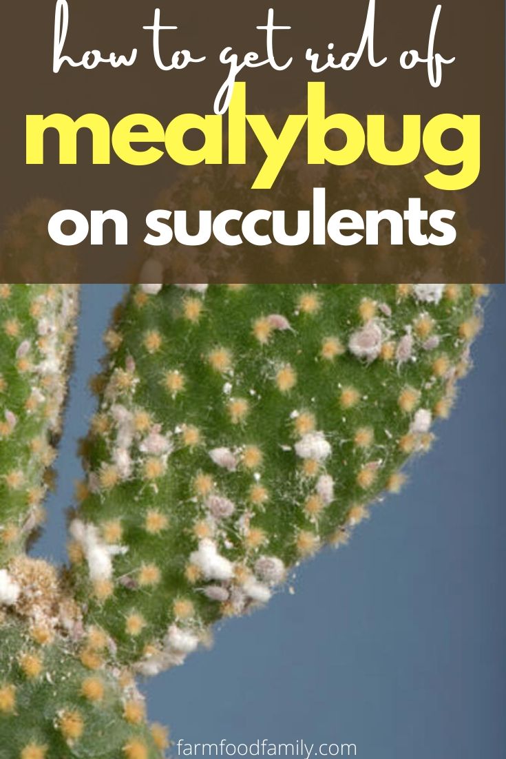 how to get rid of mealybug on succulents