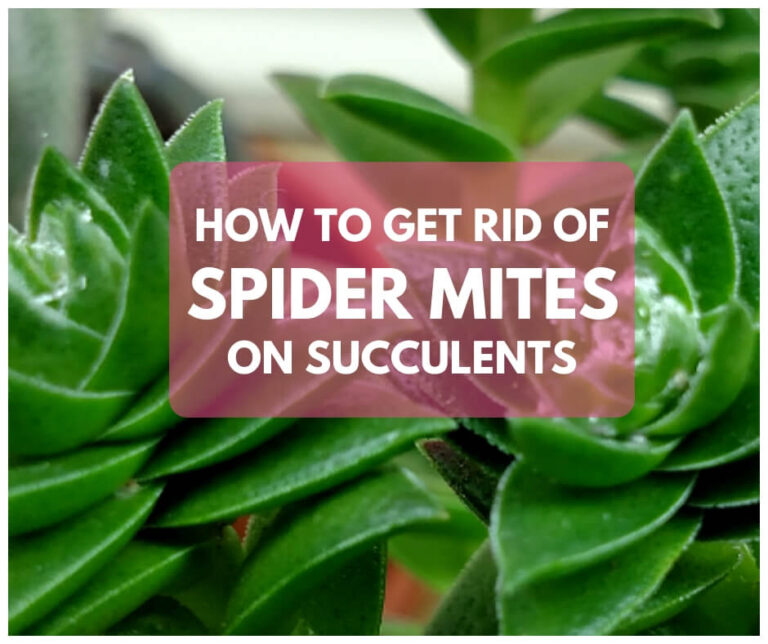 How to Get Rid of Spider Mites on Succulents