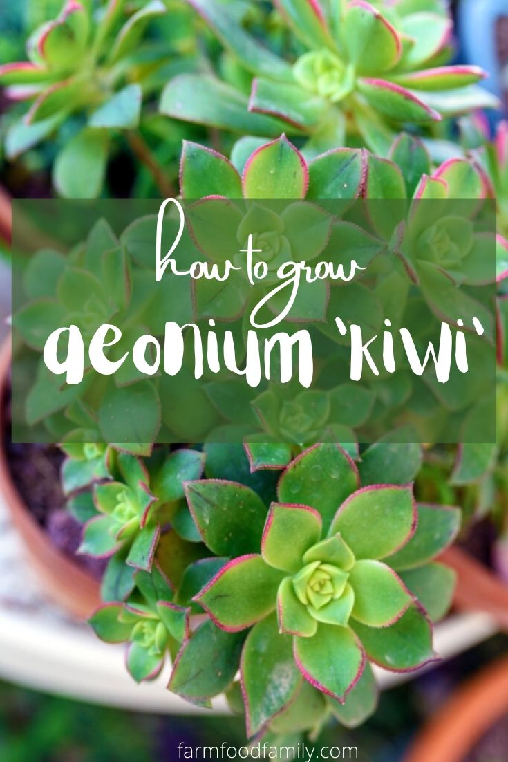 How to grow Aeonium Kiwi succulent