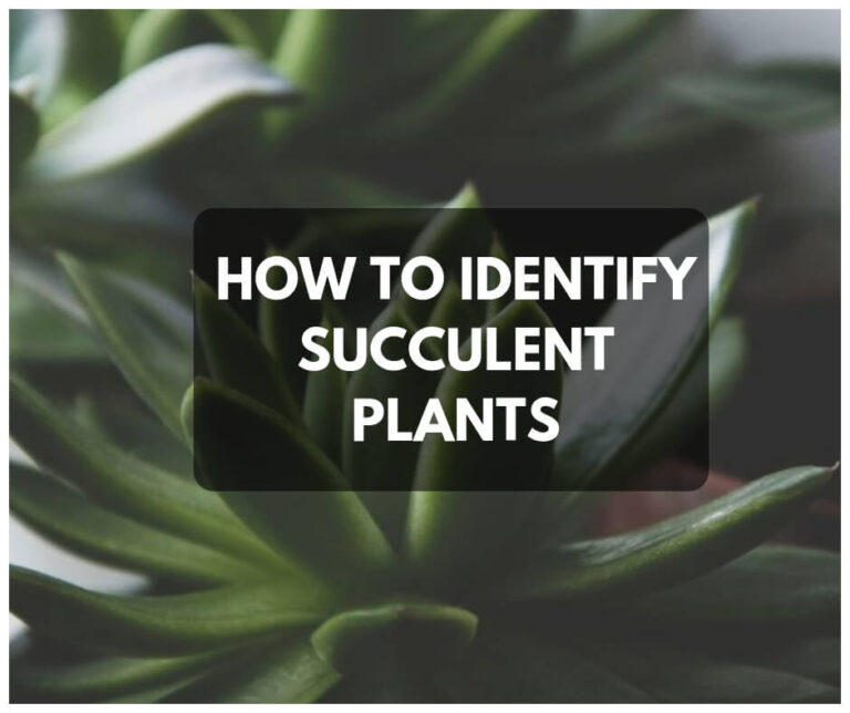 Succulent Identification – How To Identify Succulent Plants