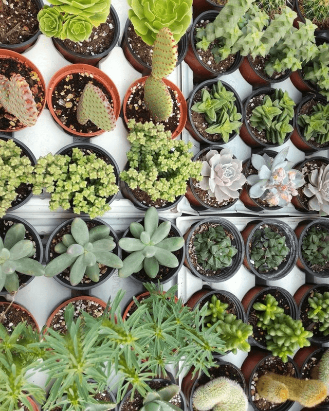 identifying succulents