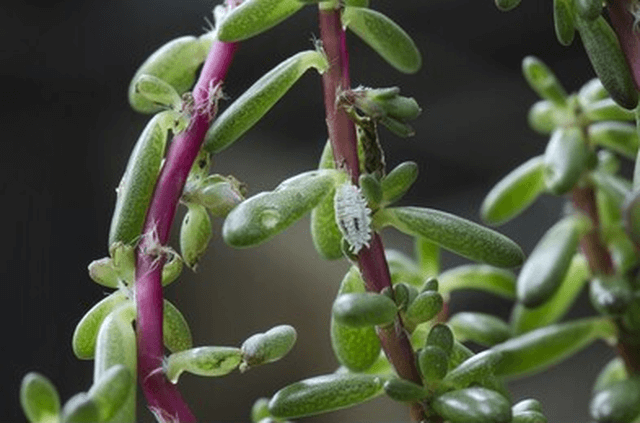mealybugs on succulents