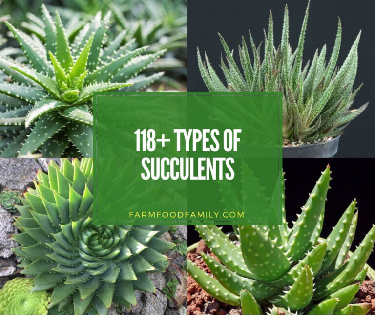 118+ Different Types Of Succulents With Names and Pictures